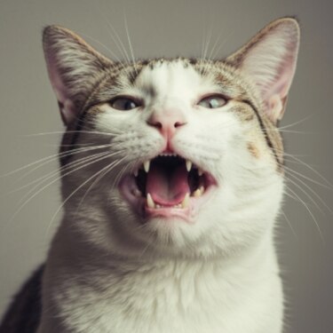 Primer plano de un gato de pelaje blanco y gris con la boca abierta, mostrando los colmillos y la lengua sobre un fondo neutro.
