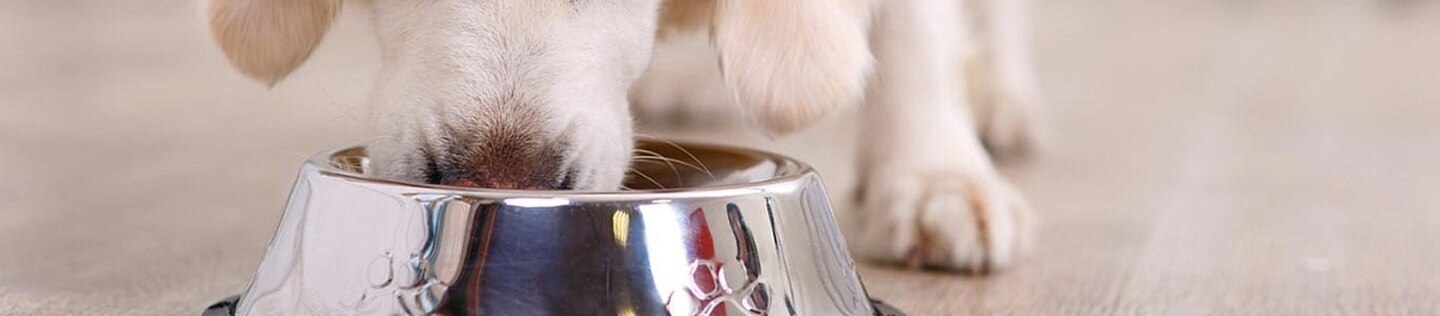 Cachorro comiendo de un plato metálico sobre el piso.