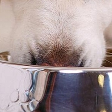 Cachorro comiendo de un plato metálico sobre el piso.