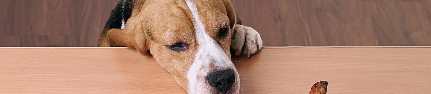 Perro beagle mirando fijamente un premio sobre una mesa de madera.