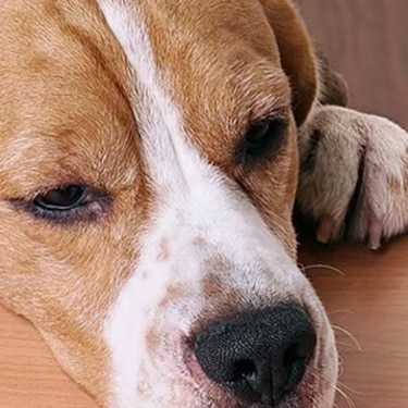Perro beagle mirando fijamente un premio sobre una mesa de madera.