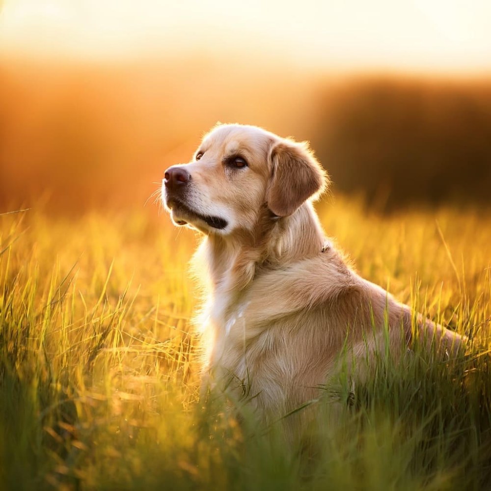 Golden Retriever en el parque