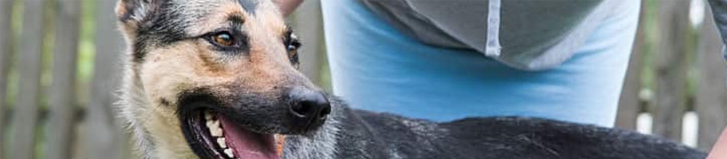 Perro de raza grande feliz junto a su dueño, ilustrando el bienestar y los cuidados veterinarios para prevenir la displasia de cadera en perros.