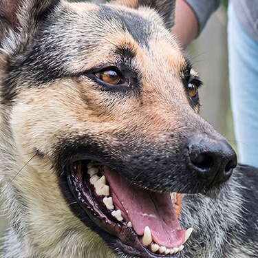 Perro de raza grande feliz junto a su dueño, ilustrando el bienestar y los cuidados veterinarios para prevenir la displasia de cadera en perros.