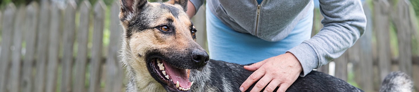 Perro de raza grande feliz junto a su dueño, ilustrando el bienestar y los cuidados veterinarios para prevenir la displasia de cadera en perros.