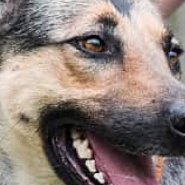 Perro de raza grande feliz junto a su dueño, ilustrando el bienestar y los cuidados veterinarios para prevenir la displasia de cadera en perros.