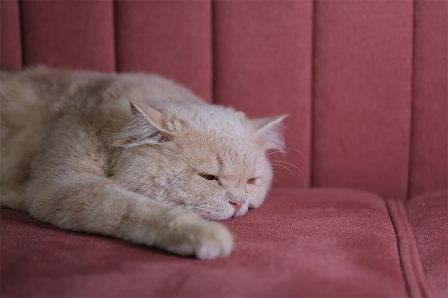 Gato color crema durmiendo profundamente con letargo en un sofá rosa, representando la debilidad y fatiga como síntomas de los problemas de tiroides en gatos.