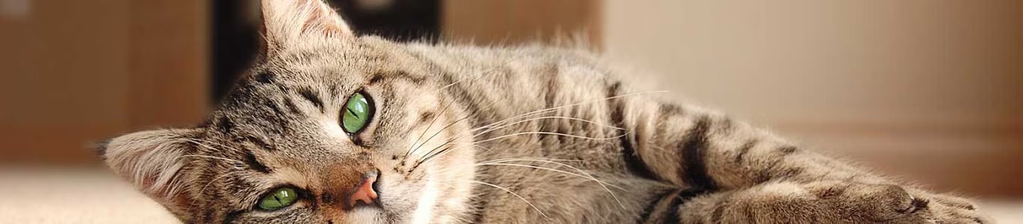 Gato atigrado de ojos verdes descansando en el suelo, ilustrando el hipotiroidismo en gatos, sus síntomas principales y métodos de detección.