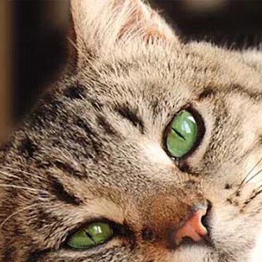 Gato atigrado de ojos verdes descansando en el suelo, ilustrando el hipotiroidismo en gatos, sus síntomas principales y métodos de detección.