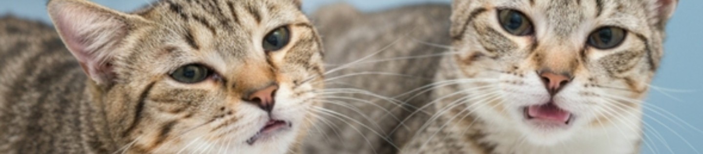Dos gatos atigrados en una mesa de veterinario