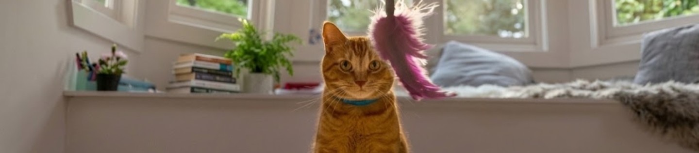 Gato naranja con collar azul sentado en una alfombra, mirando hacia un juguete de plumas moradas frente a un ventanal iluminado