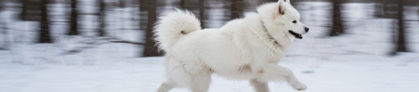 Perro Samoyedo blanco corriendo alegremente por un bosque nevado con efecto de movimiento