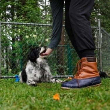 Perro en un bosque con su dueño