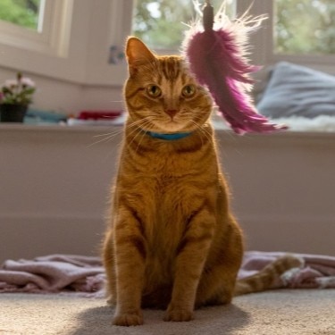 Gato naranja con collar azul sentado en una alfombra, mirando hacia un juguete de plumas moradas frente a un ventanal iluminado