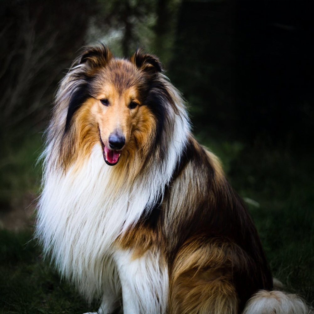 Un perro de raza Collie de pelo largo y denso, de color marrón, negro y blanco, sentado felizmente con la boca abierta en un entorno natural