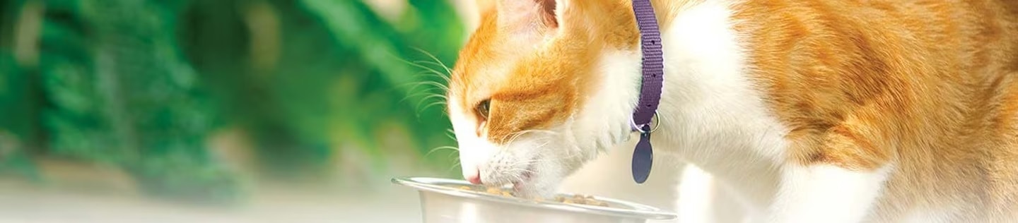 Gato de pelaje blanco y naranja comiendo tranquilamente de un plato metálico