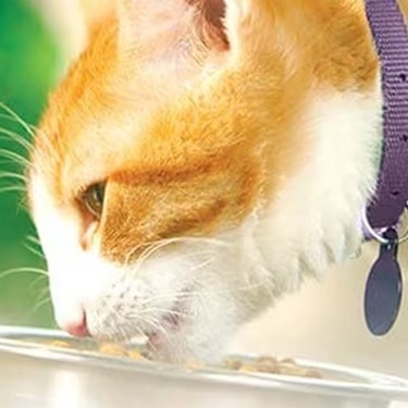 Gato de pelaje blanco y naranja comiendo tranquilamente de un plato metálico
