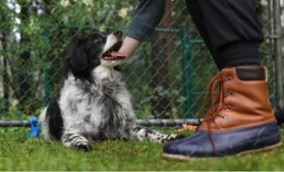 Un perro de pelaje negro y blanco tumbado en el césped mientras mira felizmente a una persona que lleva botas de lluvia.