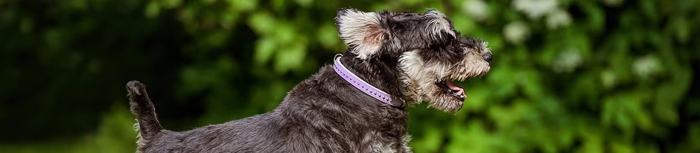 Perro Schnauzer miniatura de pelo negro y gris con collar morado corriendo feliz en un parque con fondo verde difuminado