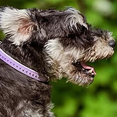 Perro Schnauzer miniatura de pelo negro y gris con collar morado corriendo feliz en un parque con fondo verde difuminado