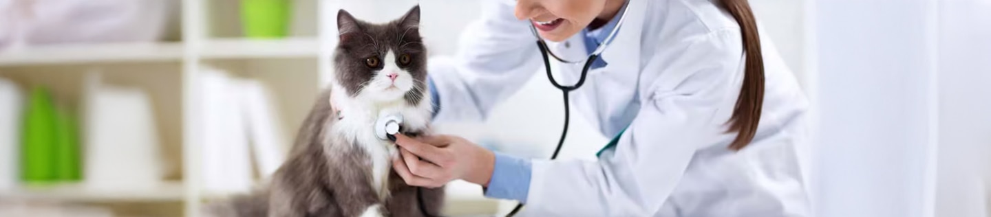 Veterinaria examinando el pecho de un gato de pelo largo con un estetoscopio durante un chequeo médico
