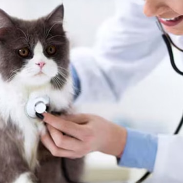 Veterinaria examinando el pecho de un gato de pelo largo con un estetoscopio durante un chequeo médico