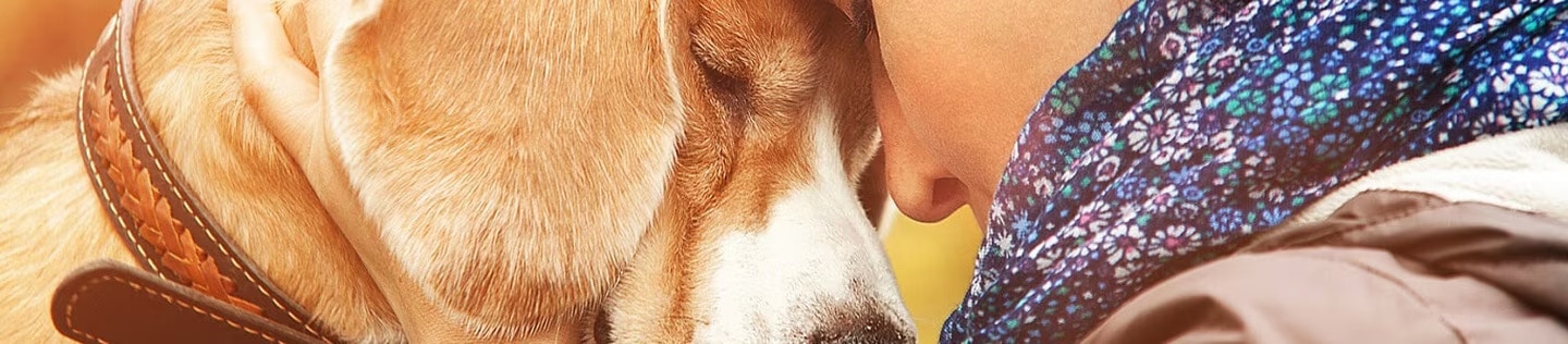 Persona apoyando con cariño su frente contra la cabeza de su perro beagle en un momento afectuoso