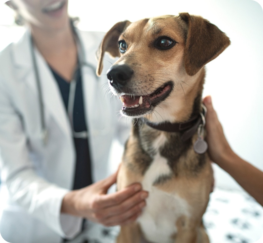 Perro siendo examinado por una veterinaria