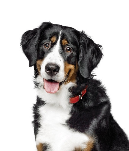 Perro