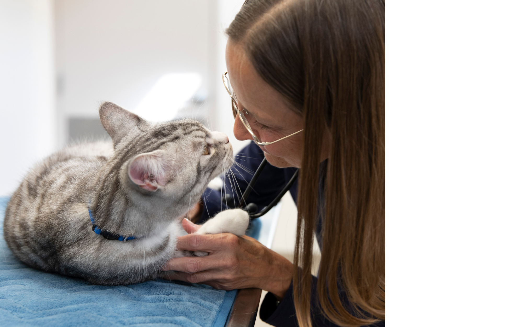 Un gato en una mesa veterinaria junto a un veterinario