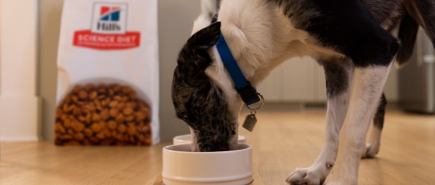 A dog eating Hill's dog food from a bowl