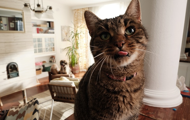 Gato esperando su comida