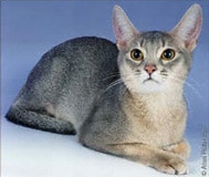 The Abyssinian Cat Breed