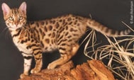 The Bengal Cat Breed