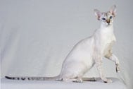 The Colorpoint Shorthair Cat Breed