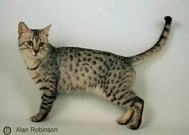 The Egyptain Mau Cat Breed