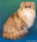 The Persian Cat Breed