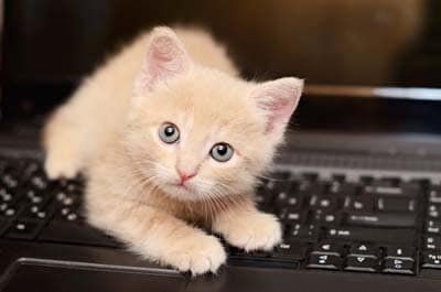 Beige kitten plays on a computer keyboard
