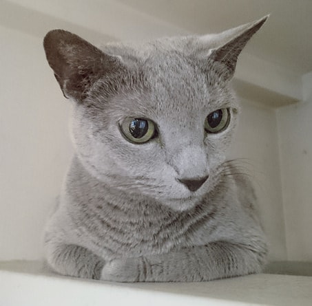 Russian Blue cat in a white room lying on a shelf