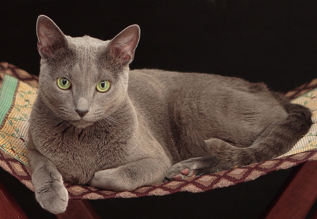 Gray cat with green eyes on a cat bed