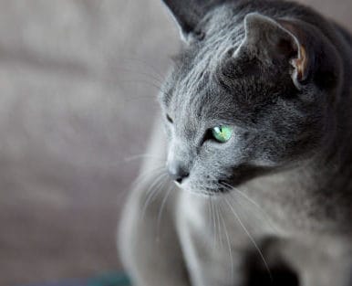 Russian Blue cat with big green eyes in profile