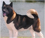 The Akita Dog Breed