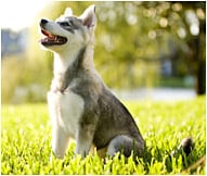 The Alaskan Klee Kai Dog Breed