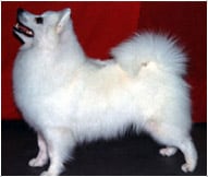 The American Eskimo Dog Breed