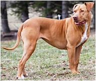 The American Pit Bull Terrier Dog Breed