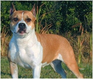 The American Staffordshire Terrier Dog Breed