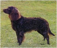 The American Water Spaniel Dog Breed