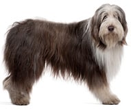 The Bearded Collie Dog Breed