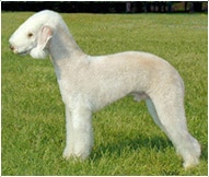 The Bedlington Terrier Dog Breed