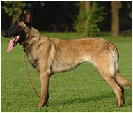 The Belgian Malinois Dog Breed